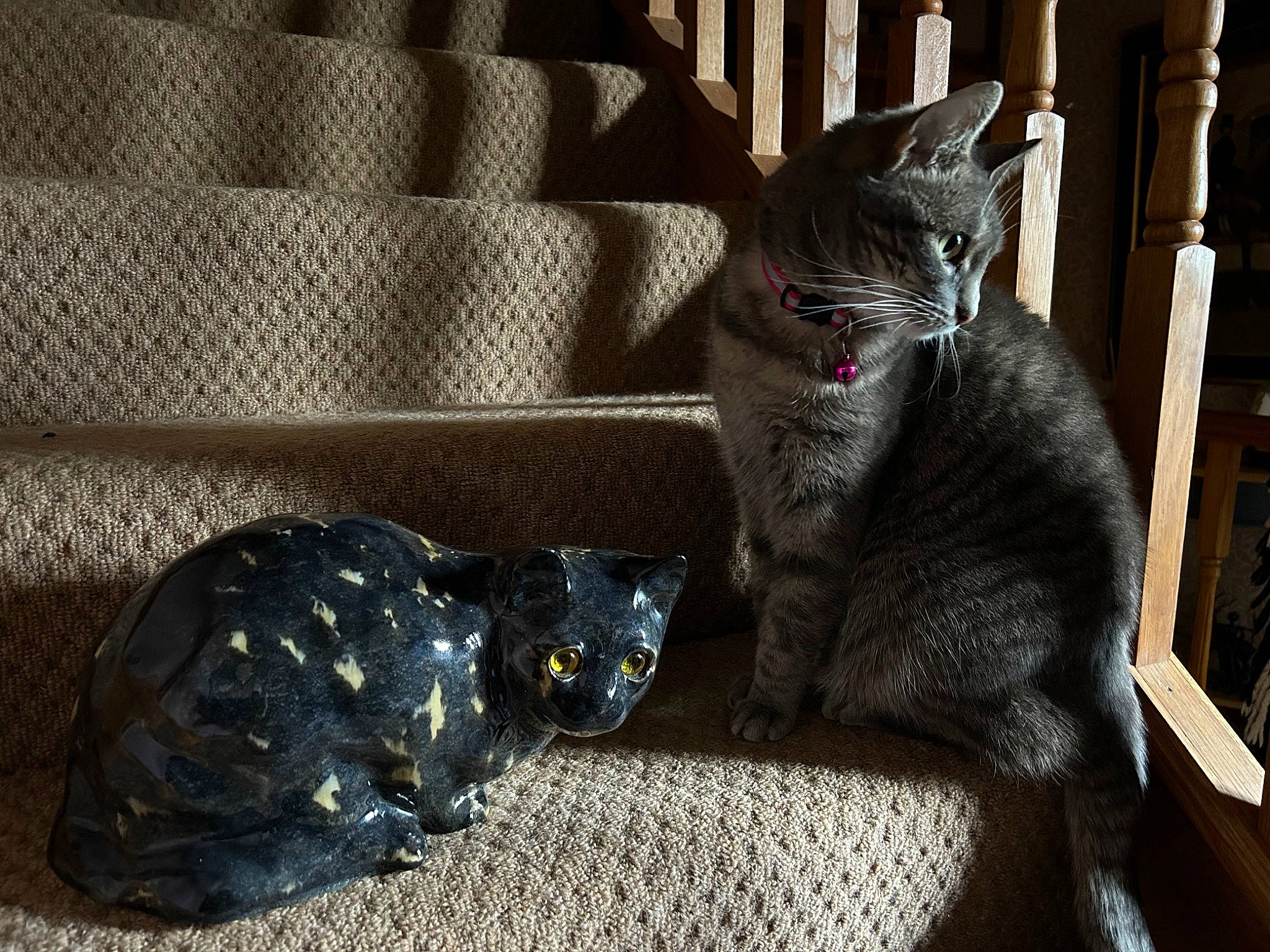 Mini joined the competition — help win amazing prizes! black_cat, carnivore, cat, comfort, couch, domestic_short_haired_cat, felidae, fur, grey, living_room, pattern, paw, room, sitting, small_to_medium_sized_cats, snout, studio_couch, tail, whiskers