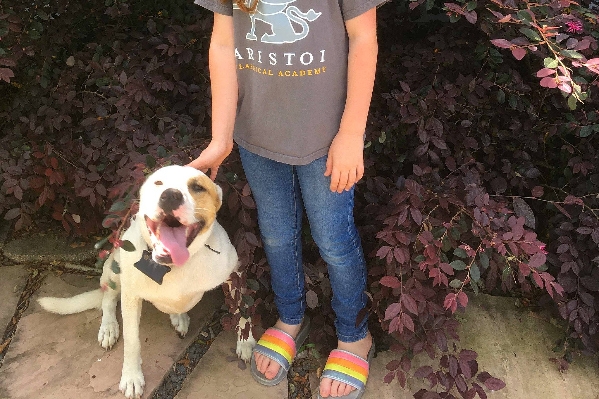 Dagny joined the competition — help win amazing prizes! boot, canidae, carnivore, collar, companion_dog, dog, dog_breed, dog_collar, dog_supply, fashion_accessory, fawn, fun, human_leg, knee, leash, leg, sandal, sneakers, sporting_group, thigh