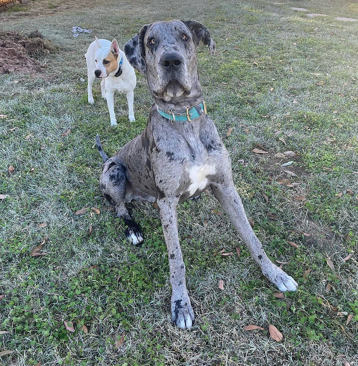 Duke joined the competition — help win amazing prizes! canidae, carnivore, collar, companion_dog, dog, dog_breed, dog_collar, fawn, grass, great_dane, gun_dog, hunting_dog, non_sporting_group, snout, sporting_group, tail, terrestrial_animal, treeing_tennessee_brindle, working_animal, working_dog