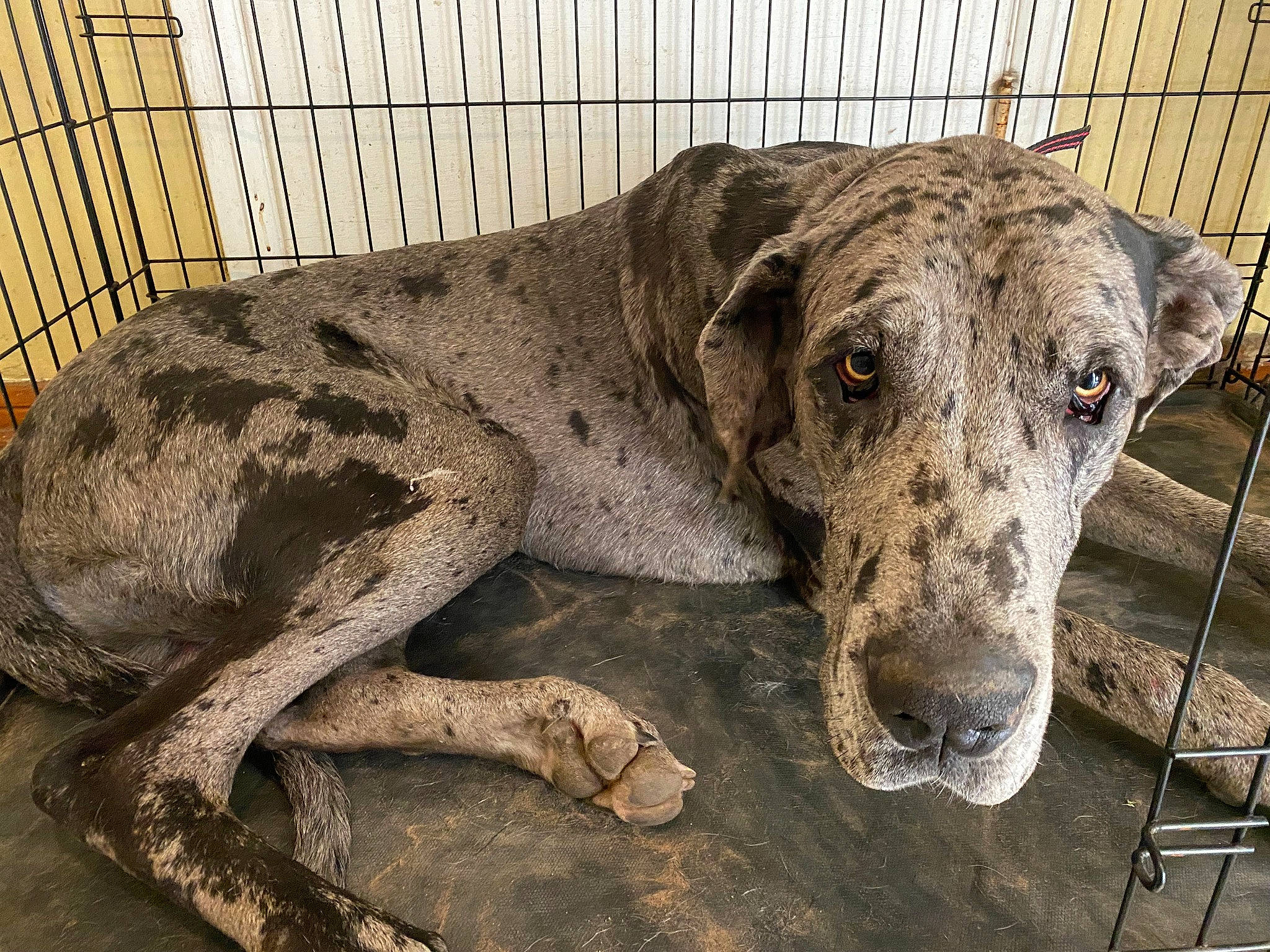 Duke is registered to the contest to win money with this photo: animal_shelter, canidae, carnivore, companion_dog, dog, dog_breed, dog_supply, fawn, fence, hunting_dog, mesh, non_sporting_group, pet_supply, snout, sporting_group, terrestrial_animal, whiskers, wire_fencing, working_animal, working_dog