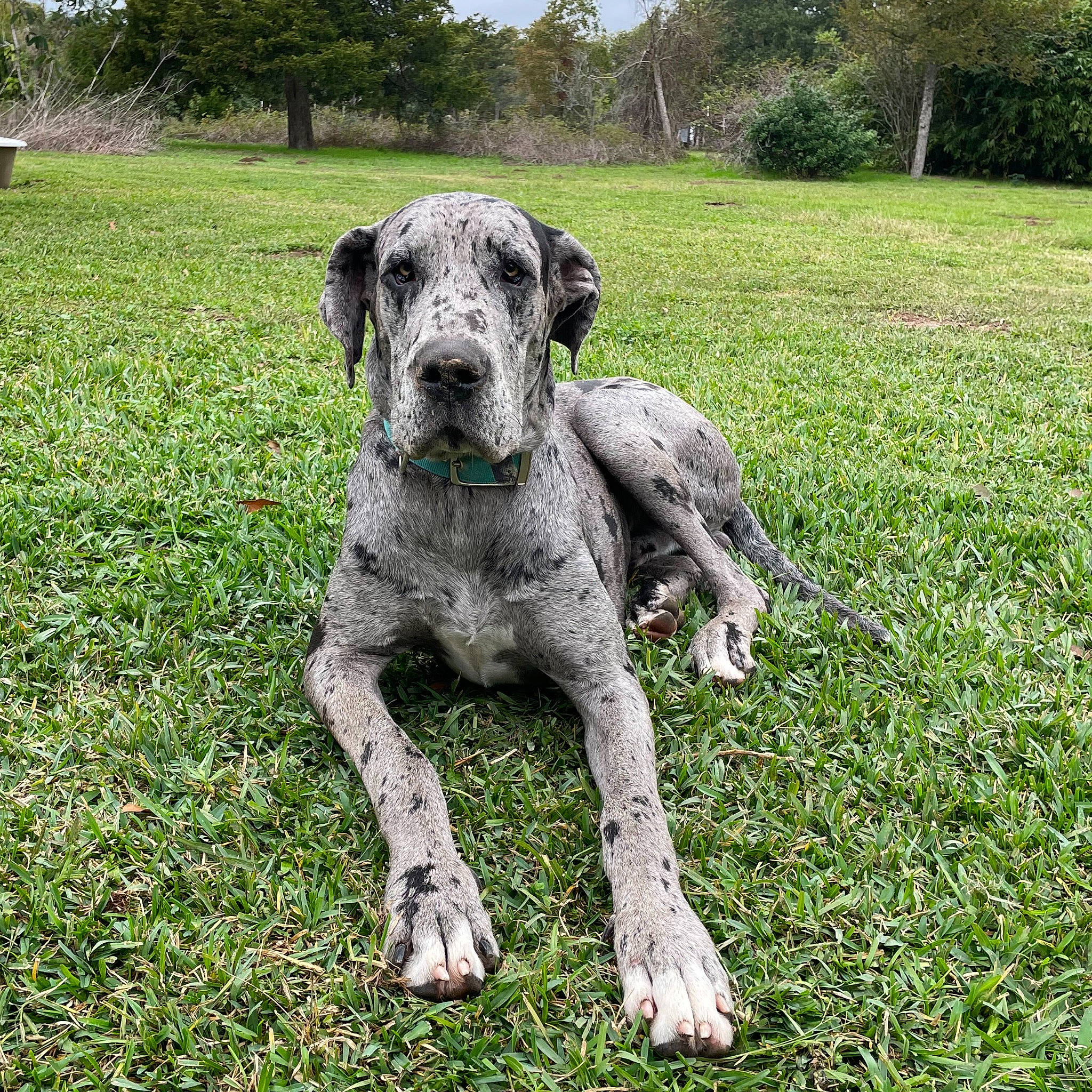 Duke is registered to the contest to win money with this photo: art, canidae, carnivore, companion_dog, dog, dog_breed, grass, grassland, groundcover, lawn, pasture, plant, sculpture, shrub, sky, snout, sporting_group, statue, tree, working_animal