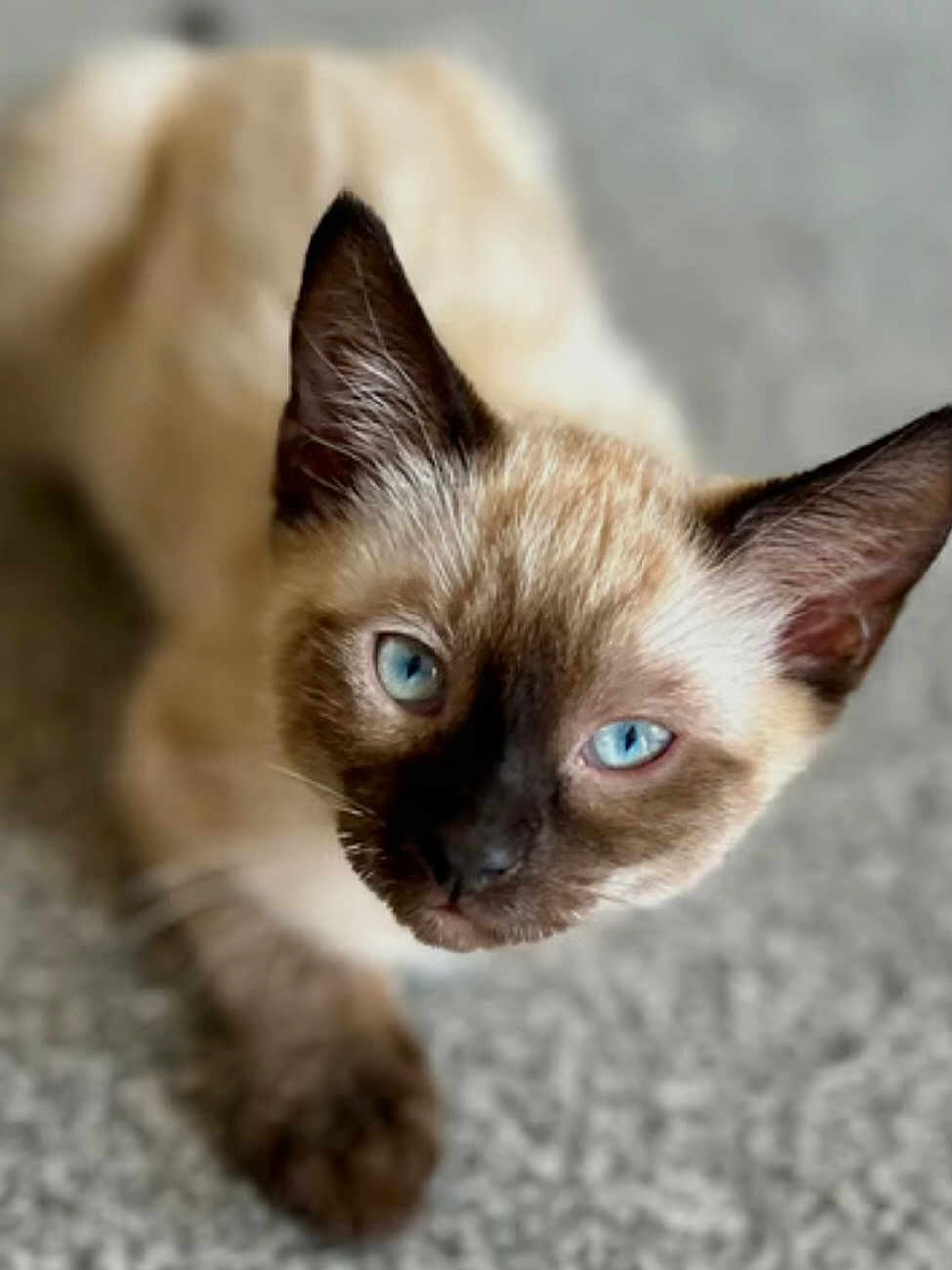 Nyla