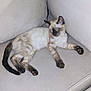 cat, kitten, siamese, sleeping, couch, furniture, pet, indoor, cozy, relaxing, fur, paw, tail, cute, animal, mammal, resting, domestic, young, soft