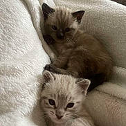 Nyla joined the competition — help win amazing prizes! kitten, cat, animal, pet, furry, cute, snuggling, blanket, soft, cozy, indoor, young, sleepy, resting, fur, domestic, mammal, closeup, two_animals, relaxing