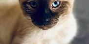 Nyla is registered to the contest to win money with this photo: cat, siamese_cat, blue_eyes, pet, animal, feline, close_up, portrait, fur, whiskers, ears, relaxed, indoor, soft_light, cute, domestic_animal, laying_down, mammal, face, focus