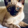 cat, siamese_cat, blue_eyes, pet, animal, feline, close_up, portrait, fur, whiskers, ears, relaxed, indoor, soft_light, cute, domestic_animal, laying_down, mammal, face, focus