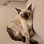 cat, kitten, siamese, sleeping, couch, furniture, indoor, pet, animal, relaxed, paws, beige, fur, whiskers, tail, cute, young, cozy, home, resting