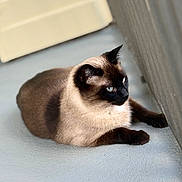 Shippo joined the competition — help win amazing prizes! animal, blue_eyes, calm, cat, cute, domestic_animal, ears, feline, floor, fur, indoor, looking_away, mammal, pet, quiet, relaxed, resting, siamese_cat, side_view, whiskers