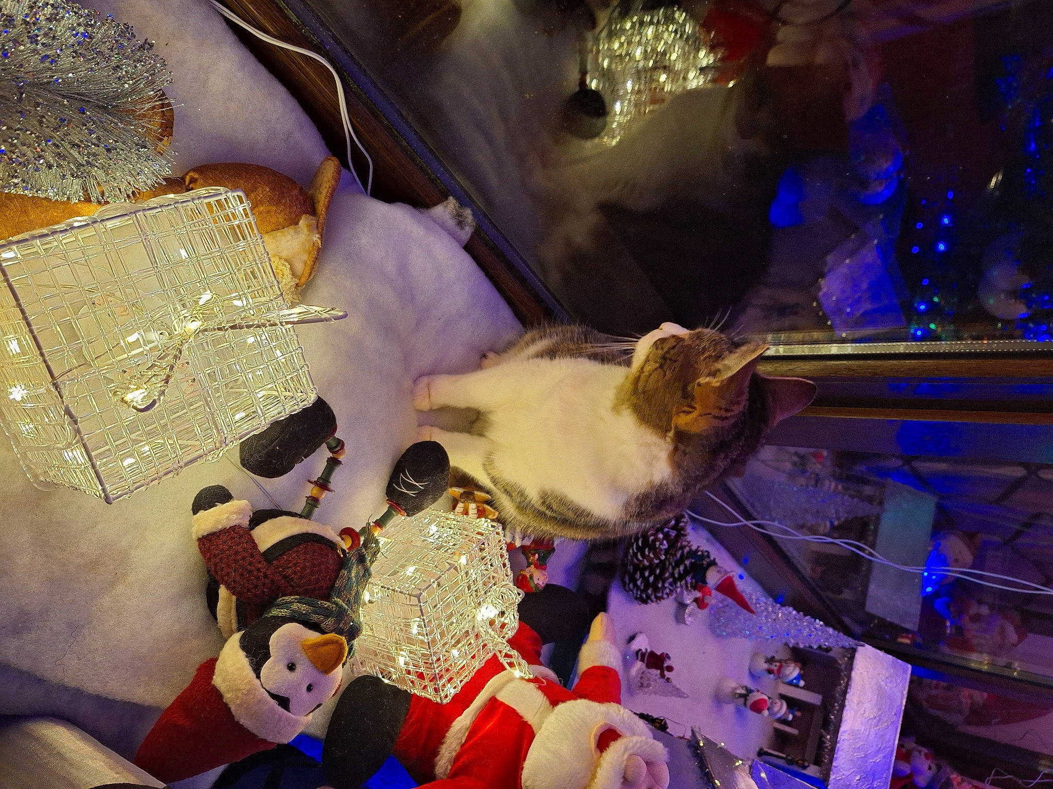 Petit Lou a rejoint le concours — aidez-le/la à gagner de superbes lots ! carmine, decoration, electric_blue, event, fashion_accessory, fun, glass, magenta, metal, pattern, purple, room, science, space, tradition, tree