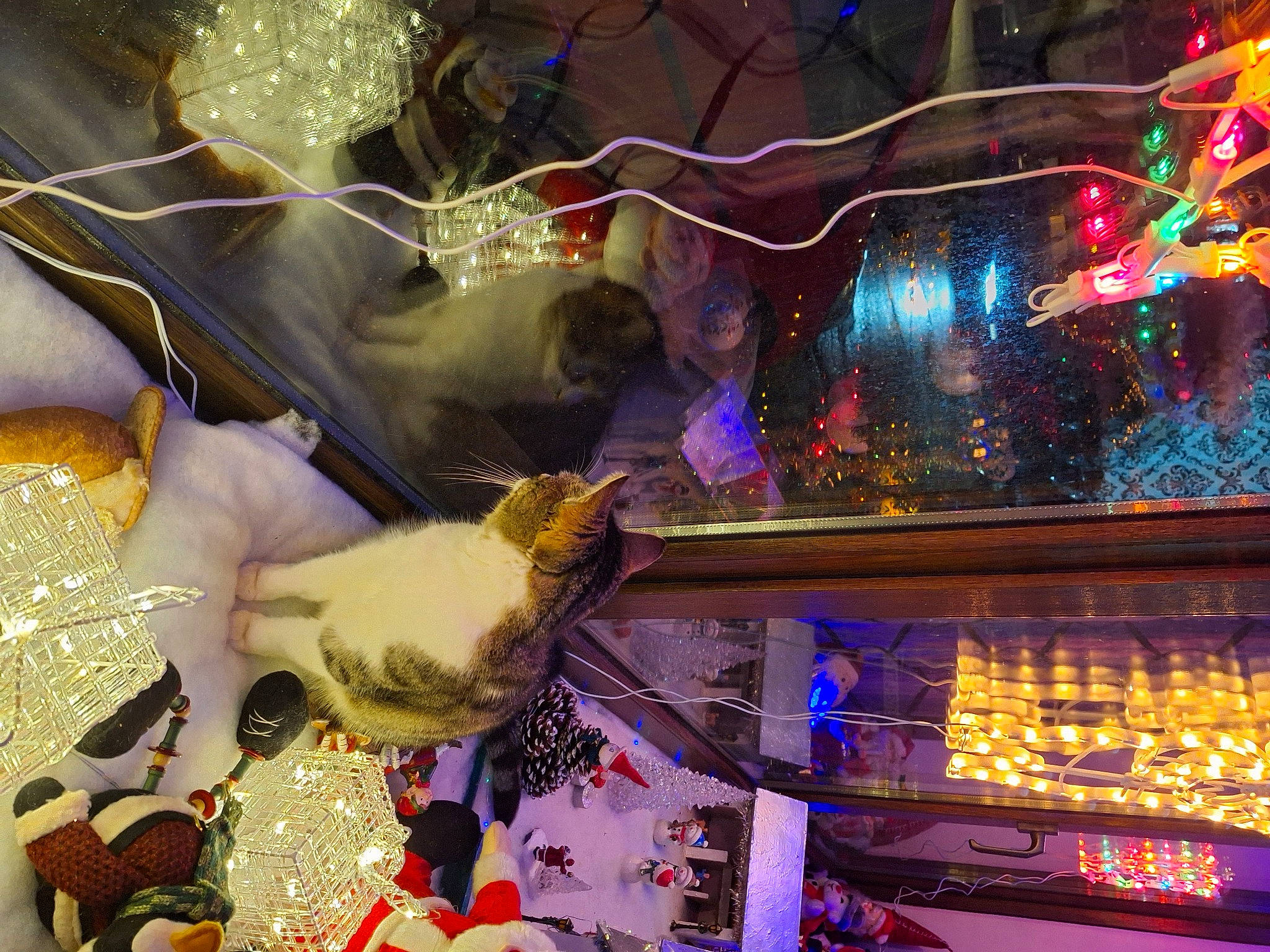 Petit Lou a rejoint le concours — aidez-le/la à gagner de superbes lots ! cat, christmas, christmas_decoration, christmas_lights, darkness, event, felidae, fun, fur, glass, holiday, light, magenta, night, purple, small_to_medium_sized_cats, space, tree, visual_effect_lighting, window