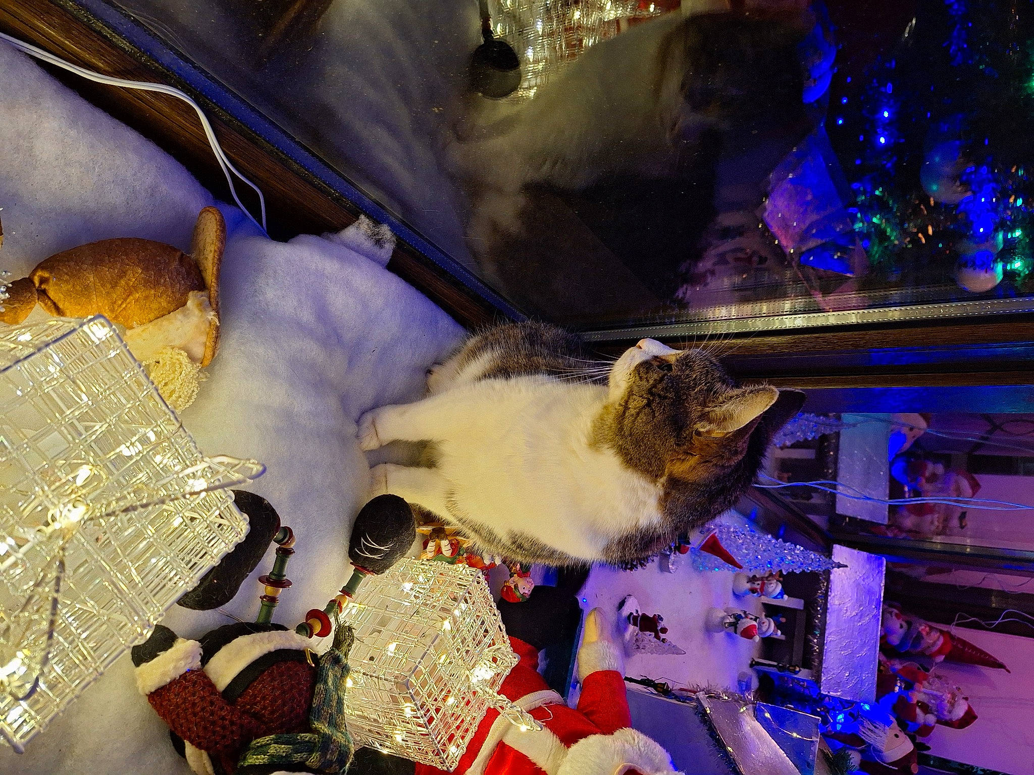 Petit Lou participe au concours pour gagner de l'argent avec cette photo : cat, christmas, christmas_decoration, christmas_eve, christmas_lights, christmas_ornament, electric_blue, event, fawn, felidae, fur, holiday, linens, ornament, purple, room, small_to_medium_sized_cats, tail, tree, whiskers