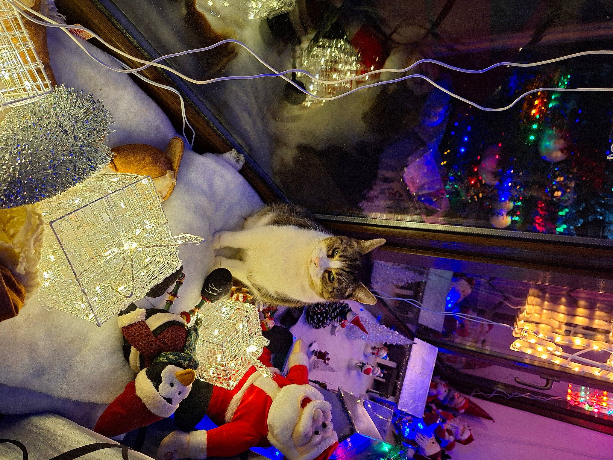 Petit Lou participe au concours pour gagner de l'argent avec cette photo : carmine, christmas, christmas_decoration, christmas_lights, city, design, electric_blue, entertainment, event, fashion_accessory, fun, glass, light, magenta, night, ornament, plant, purple, space, tree