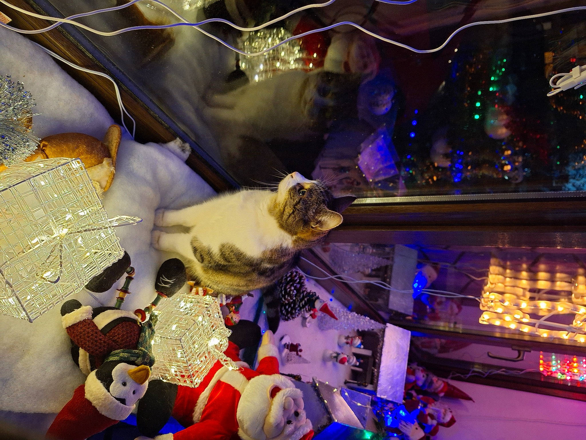 Petit Lou a rejoint le concours — aidez-le/la à gagner de superbes lots ! cat, christmas, christmas_decoration, christmas_eve, christmas_lights, christmas_ornament, darkness, electric_blue, event, felidae, fun, holiday, linens, night, ornament, purple, small_to_medium_sized_cats, space, tree, whiskers