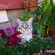 Skye a rejoint le concours — aidez-le/la à gagner de superbes lots ! cat, blue_eyes, flower, greenery, potted_plant, terracotta_pot, garden, plant, leaf, outdoor, nature, animal, pet, flora, colorful, closeup, feline, whiskers, sitting, background