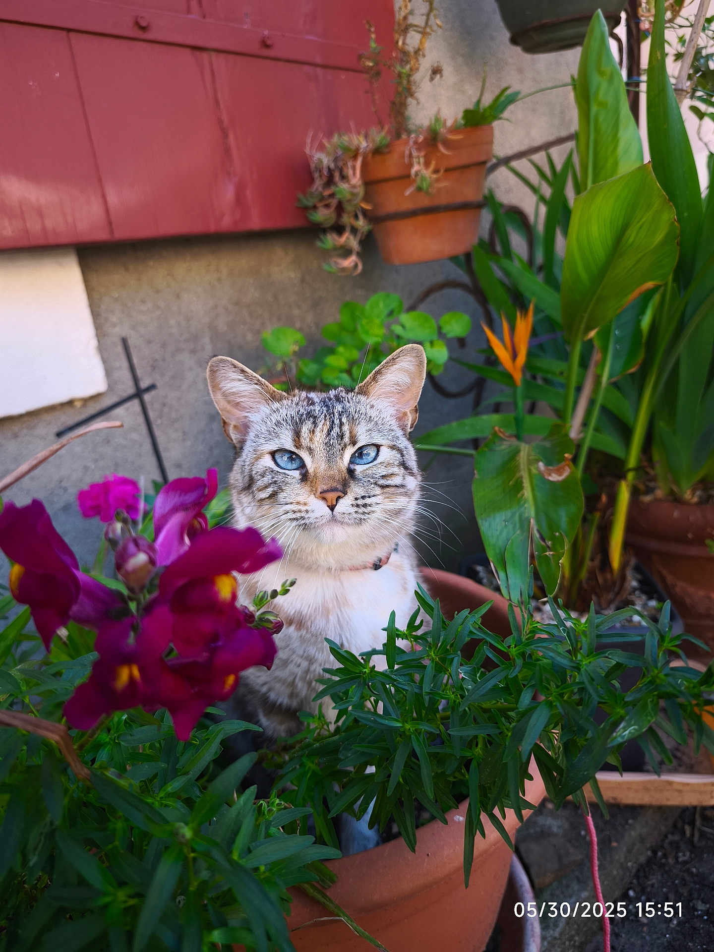 Skye a rejoint le concours — aidez-le/la à gagner de superbes lots ! cat, blue_eyes, flower, greenery, potted_plant, terracotta_pot, garden, plant, leaf, outdoor, nature, animal, pet, flora, colorful, closeup, feline, whiskers, sitting, background