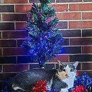 Princess joined the competition — help win amazing prizes! cat, gray_cat, white_cat, tinsel, red_tinsel, blue_tinsel, fiber_optic_tree, christmas_tree, holiday_decor, brick_wall, indoor, pet, animal, festive, lights, decoration, relaxed, posing, cozy, celebration