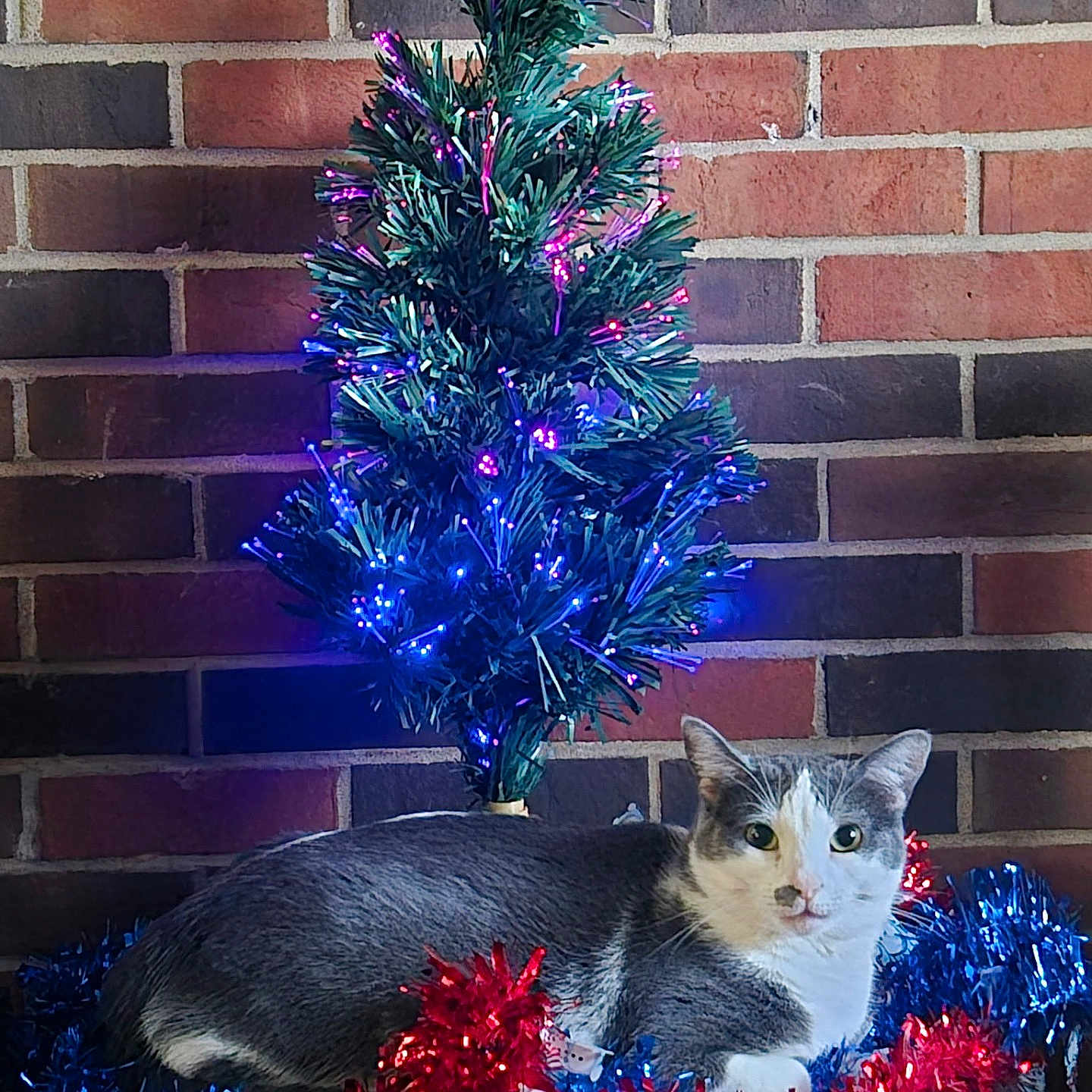 Princess joined the competition — help win amazing prizes! animal, blue_tinsel, brick_wall, cat, celebration, christmas_tree, cozy, decoration, festive, fiber_optic_tree, gray_cat, holiday_decor, indoor, lights, pet, posing, red_tinsel, relaxed, tinsel, white_cat