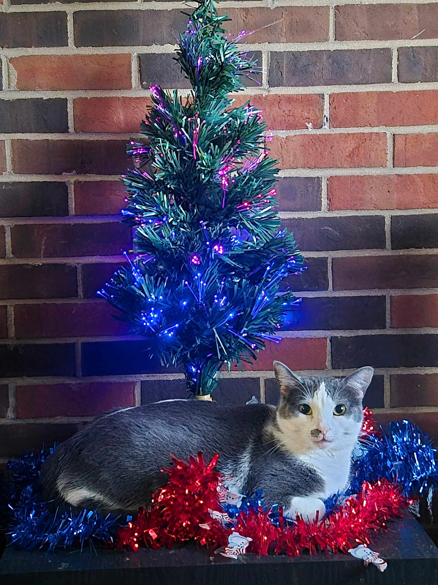 Princess joined the competition — help win amazing prizes! cat, gray_cat, white_cat, tinsel, red_tinsel, blue_tinsel, fiber_optic_tree, christmas_tree, holiday_decor, brick_wall, indoor, pet, animal, festive, lights, decoration, relaxed, posing, cozy, celebration