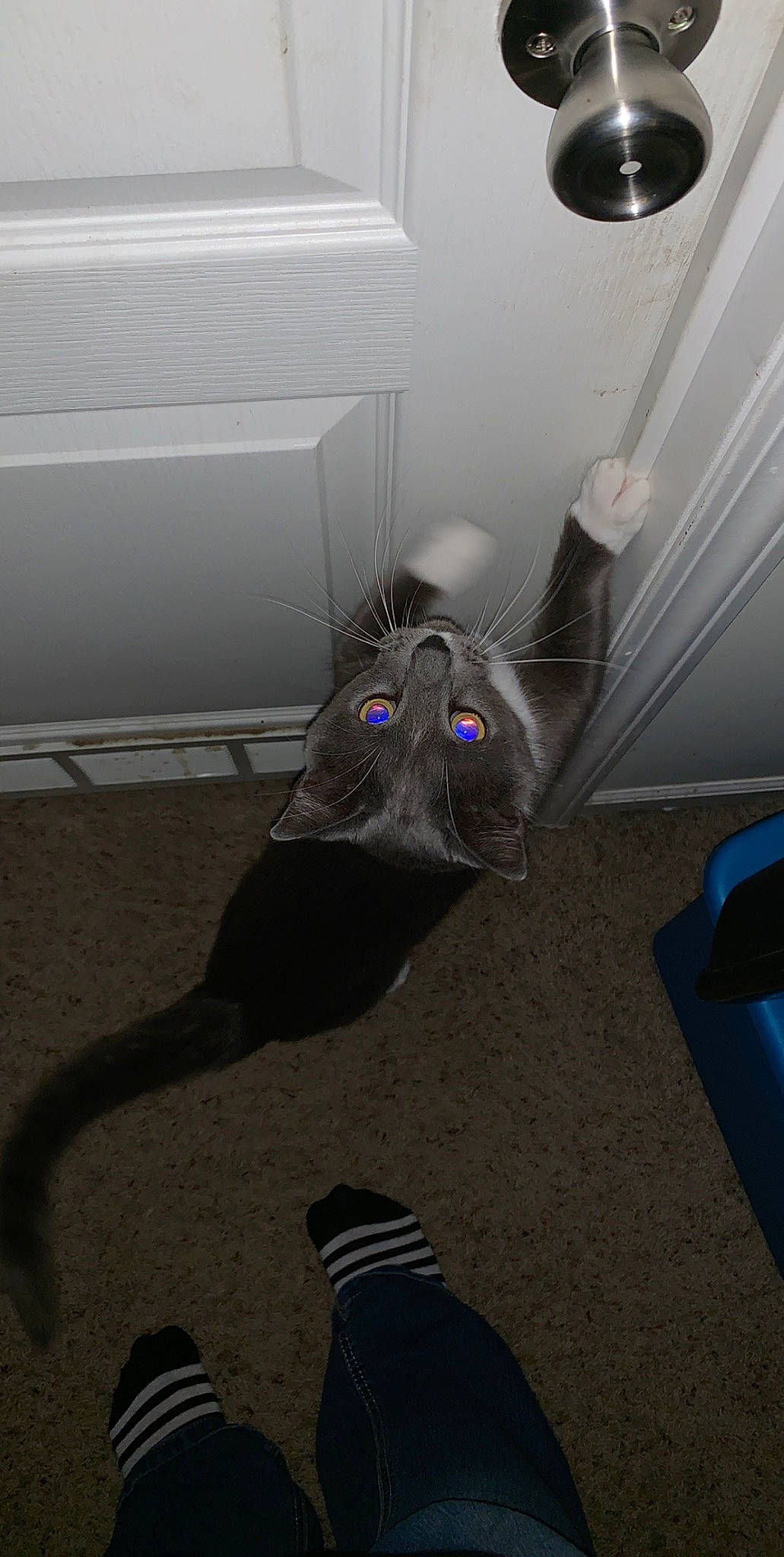 Floof joined the competition — help win amazing prizes! audio_equipment, auto_part, automotive_exterior, automotive_tire, carnivore, ceiling, dog_breed, electric_blue, floor, flooring, foot, grey, human_leg, rim, room, sporting_group, tail, tints_and_shades, vehicle_door, wood