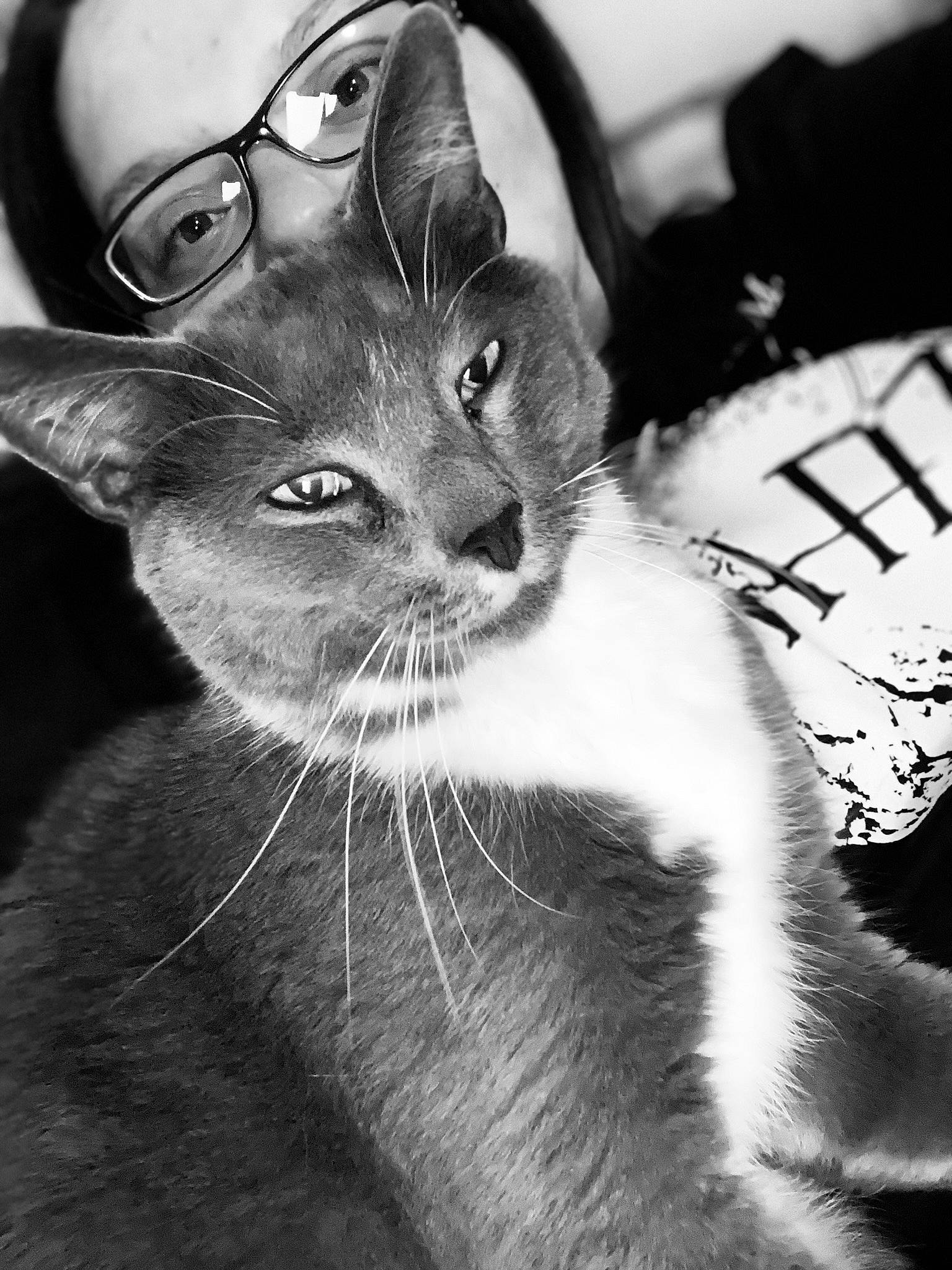 Floof is registered to the contest to win money with this photo: black_and_white, carnivore, cat, close_up, curious, domestic_short_haired_cat, ear, eyewear, felidae, fur, glasses, iris, monochrome, monochrome_photography, photography, small_to_medium_sized_cats, snout, style, terrestrial_animal, whiskers