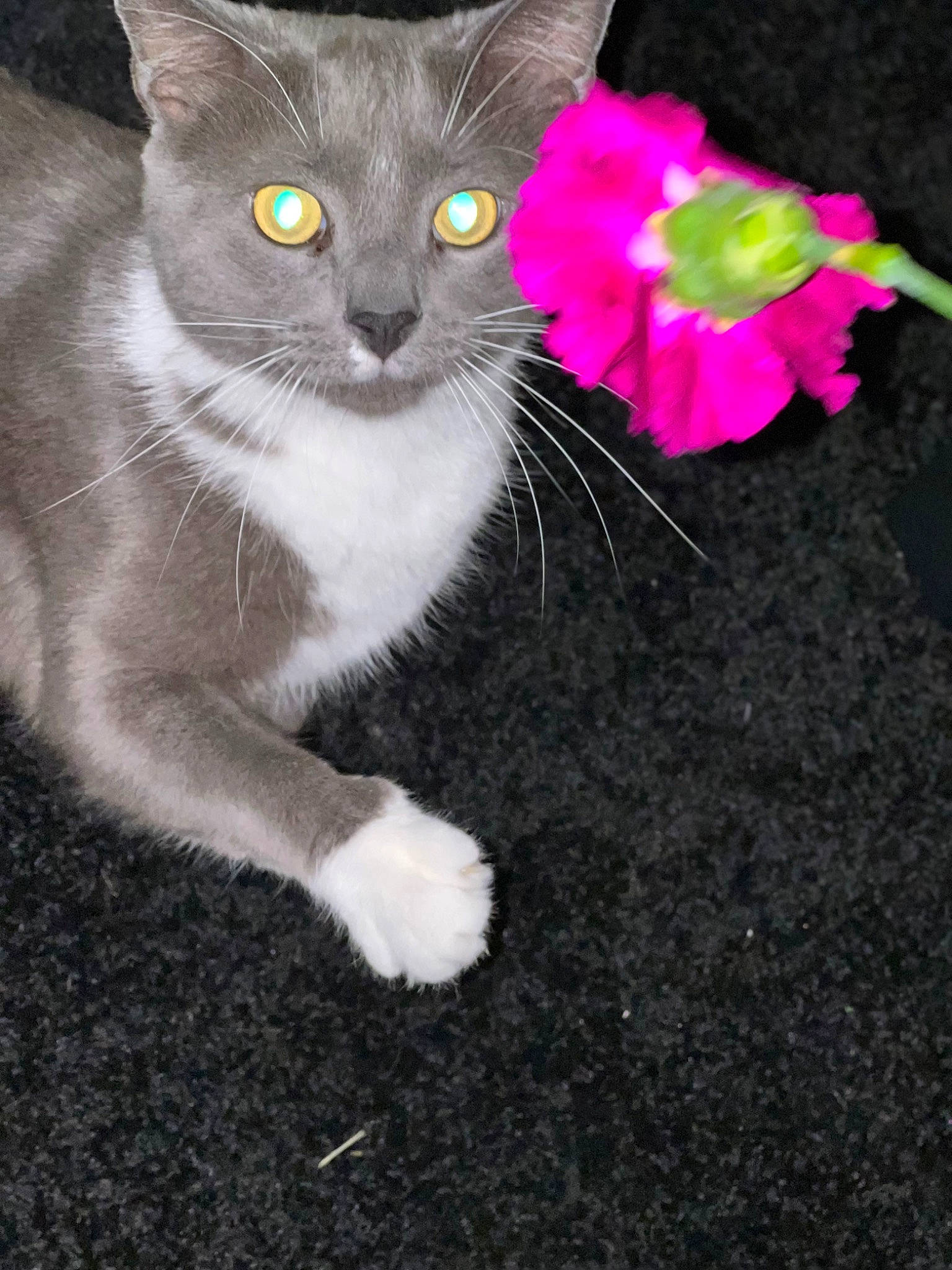Floof joined the competition — help win amazing prizes! annual_plant, carnivore, cat, cat_toy, domestic_short_haired_cat, felidae, flower, flowering_plant, fur, herbaceous_plant, magenta, paw, petal, plant, small_to_medium_sized_cats, snout, tail, whiskers, window