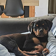 Brax participe au concours pour gagner de l'argent avec cette photo : dog, puppy, rottweiler, black_and_tan, pet, animal, lying_down, bed, blanket, indoors, living_room, furniture, chair, wooden_furniture, cozy, relaxed, sleepy, portrait, close_up, home