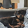 dog, puppy, rottweiler, black_and_tan, pet, animal, lying_down, bed, blanket, indoors, living_room, furniture, chair, wooden_furniture, cozy, relaxed, sleepy, portrait, close_up, home