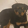 Brax a rejoint le concours — aidez-le/la à gagner de superbes lots ! puppy, dog, rottweiler, black_and_tan, pet, animal, sitting, floor, indoors, portrait, close_up, floppy_ears, brown_eyes, paws, fur, short_hair, cute, young_dog, home, tile