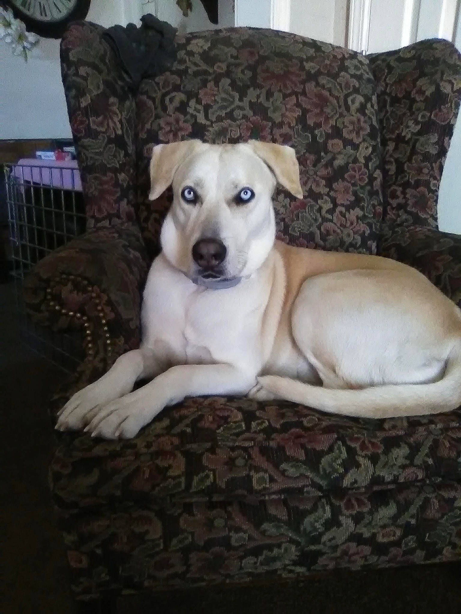 Sassy Pants is registered to the contest to win money with this photo: canidae, carnivore, chair, clock, collar, comfort, companion_dog, couch, dog, dog_breed, dog_collar, dog_supply, fawn, flooring, furniture, hardwood, sporting_group, studio_couch, wood, working_animal