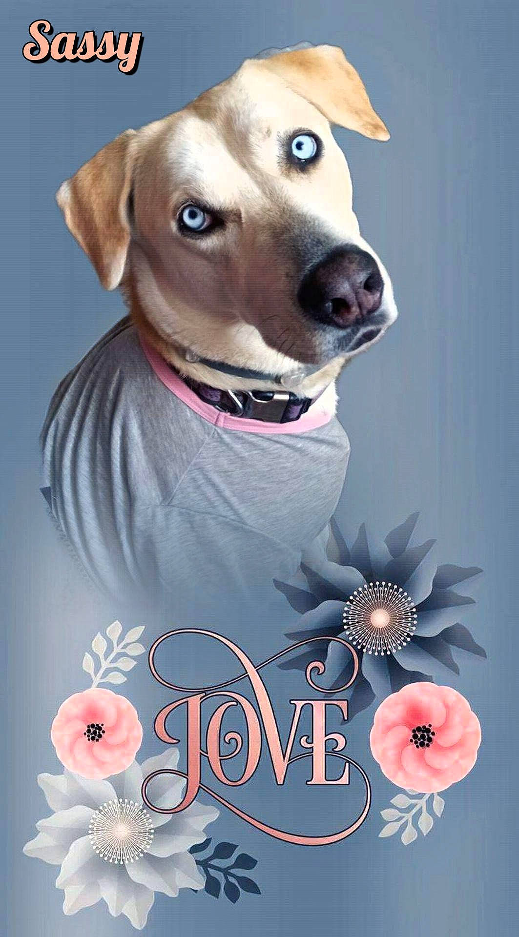 Sassy Pants joined the competition — help win amazing prizes! advertising, canidae, carnivore, collar, companion_dog, creative_arts, dog, dog_breed, dog_collar, dog_supply, fawn, font, jewellery, pet_supply, petal, poster, snout, sporting_group, whiskers, working_animal