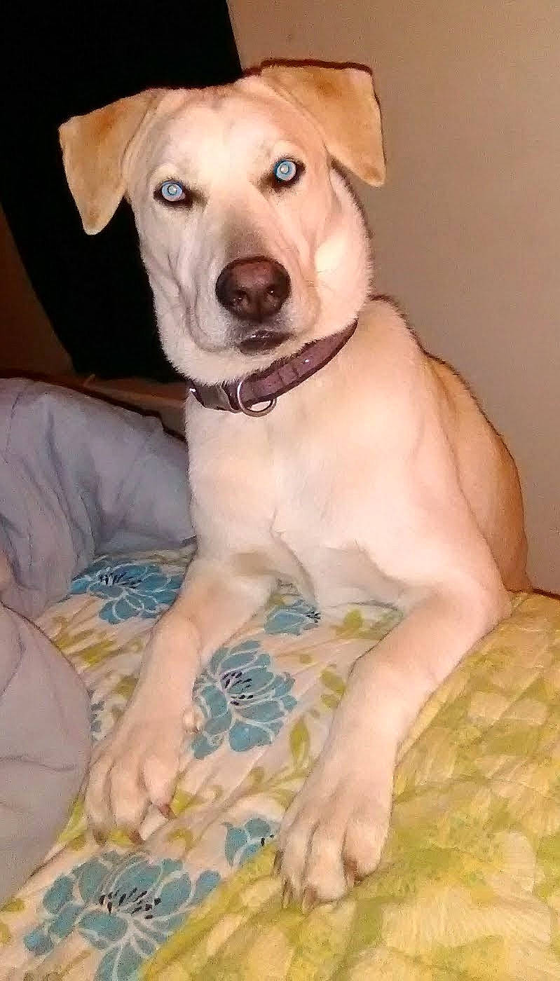 Sassy Pants is registered to the contest to win money with this photo: canidae, carnivore, collar, comfort, companion_dog, dog, dog_breed, dog_collar, dog_supply, fawn, fur, hat, linens, pet_supply, sitting, snout, sporting_group, terrestrial_animal, whiskers, working_animal