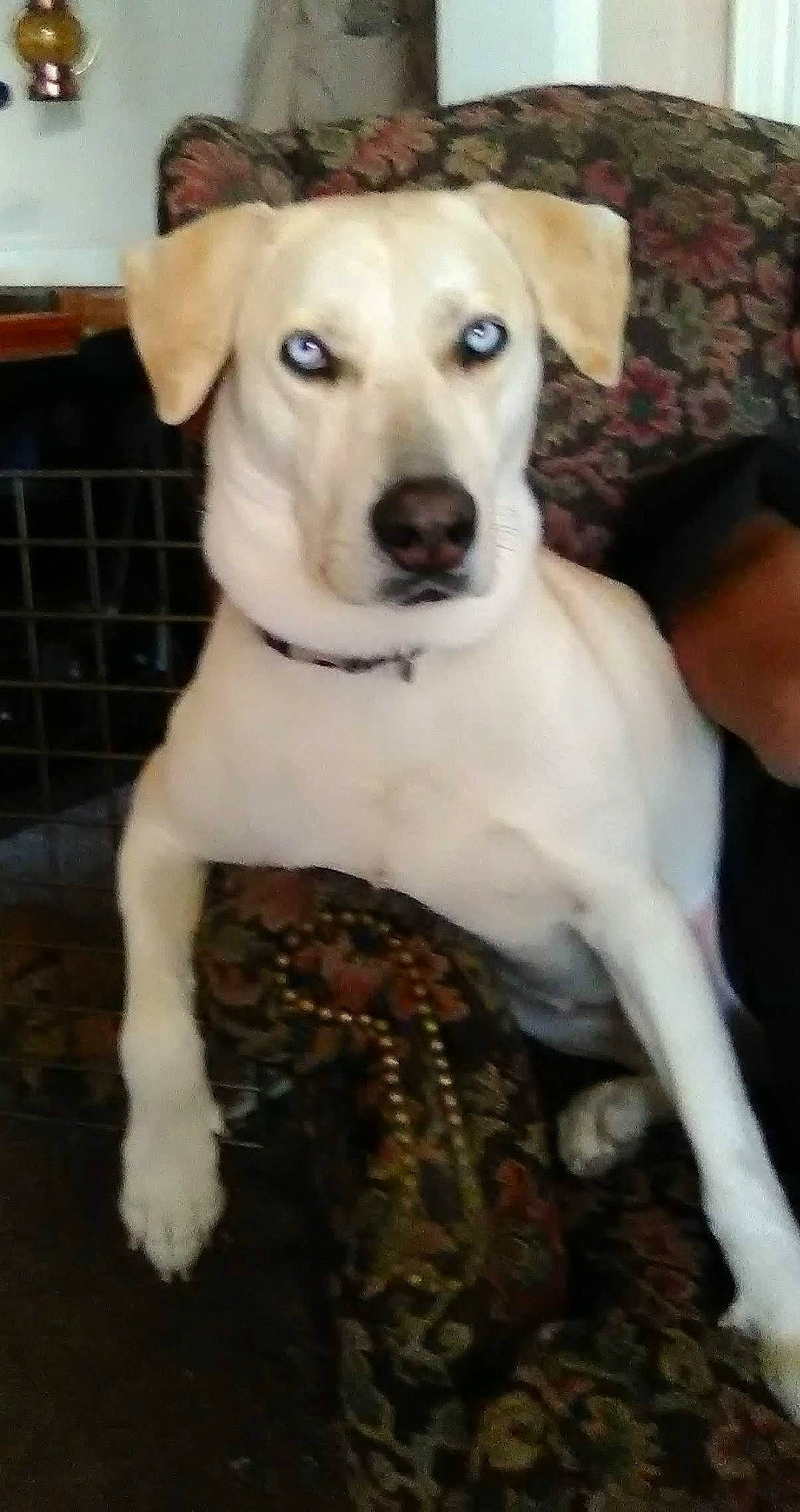 Sassy Pants joined the competition — help win amazing prizes! canidae, carnivore, collar, companion_dog, dog, dog_breed, dog_collar, dog_supply, fawn, fur, non_sporting_group, pet_supply, snout, sporting_group, tail, terrestrial_animal, toy_dog, whiskers, wood, working_animal