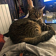 Félixia participe au concours pour gagner de l'argent avec cette photo : tabby_cat, cat, pet, indoor, lap, person, relaxing, furniture, glass_table, candle, can, 7up, foot, clothing, curious, orange_pillow, radiator, wood_wall, living_room, casual