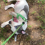Ninja is registered to the contest to win money with this photo: animal, blue_eyes, canine, cute, dirt, dog, ears, fur, grass, green_harness, happy, leash, lying_down, nature, outdoor, pet, playful, puppy, sunlight, young_dog
