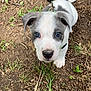 Ninja joined the competition — help win amazing prizes! animal, blue_eyes, canine, close_up, collar, cute, dirt, dog, grass, gray, leash, looking_up, nature, outdoor, pet, playful, puppy, small_dog, white, young_dog