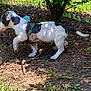 adventure, animal, collar, daytime, dirt, dog, fur, grass, greenery, ground, leafy_bush, nature, outdoor, pet, playful, puppy, side_view, small_dog, sunlight, young_dog
