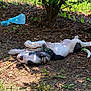 Ninja joined the competition — help win amazing prizes! animal, bush, dirt, dog, grass, greenery, leaf, lying_down, muddy, nature, outdoor, pet, plastic_bag, playful, puppy, relaxed, shade, shadow, sunlight, young_dog