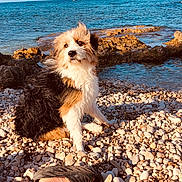 Bianka a rejoint le concours — aidez-le/la à gagner de superbes lots ! dog, beach, sea, rocks, pebbles, water, sunlight, sandals, foot, outdoor, animal, pet, nature, blue_sky, waves, coast, summer, fur, sitting, landscape