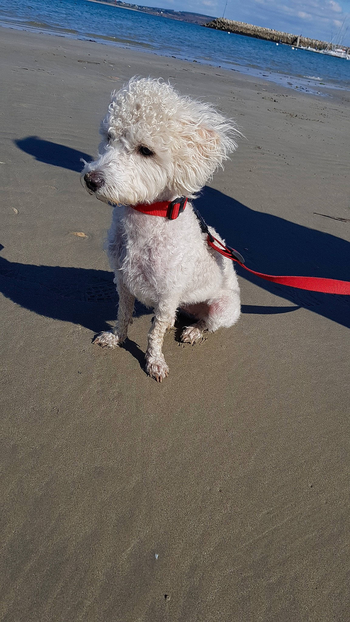 Nikita participe au concours pour gagner de l'argent avec cette photo : beach, canidae, carnivore, companion_dog, dog, dog_breed, dog_walking, fun, mammal, miniature_poodle, non_sporting_group, poodle, poodle_crossbreed, sand, spanish_water_dog, sporting_group, standard_poodle, toy_dog, toy_poodle, vertebrate