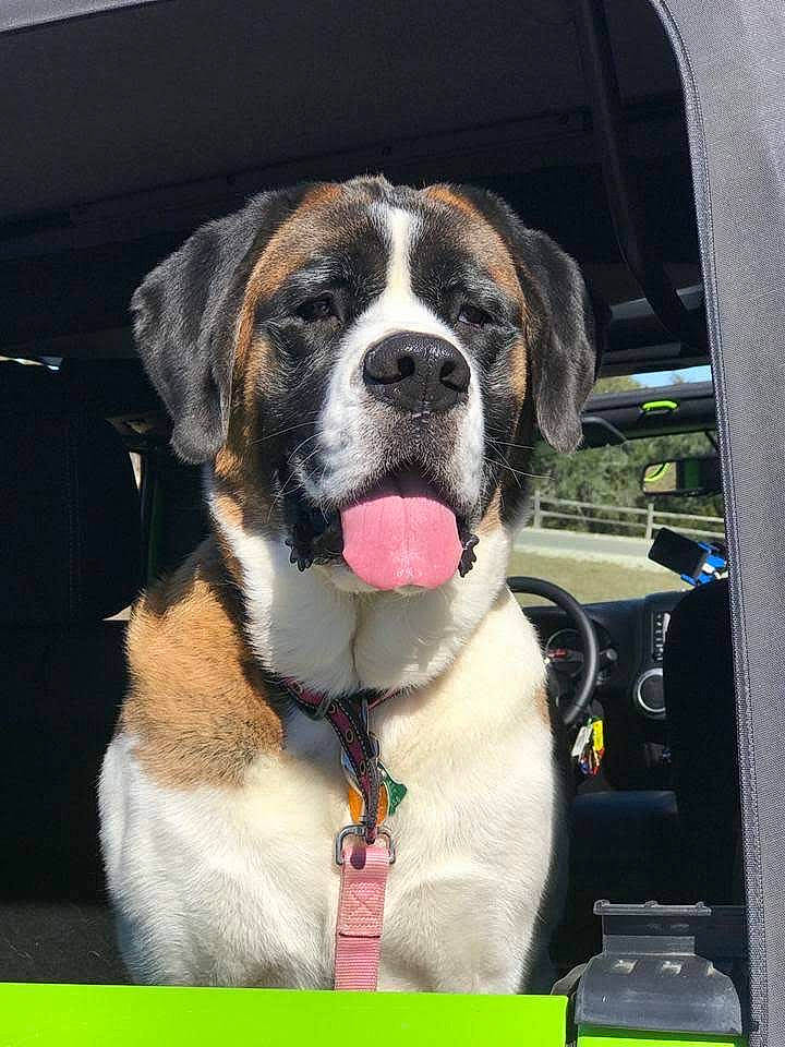 Elsa is registered to the contest to win money with this photo: auto_part, automotive_exterior, automotive_lighting, automotive_mirror, automotive_window_part, car, carnivore, collar, companion_dog, dog, dog_collar, fur, leash, motor_vehicle, rear_view_mirror, snout, vehicle, vehicle_door, windshield, working_animal