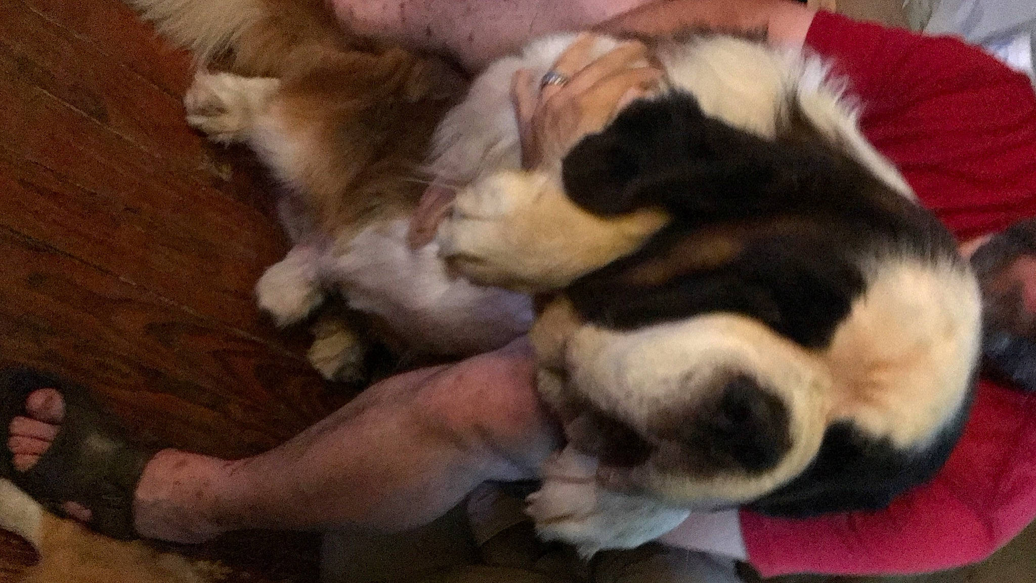 Nash joined the competition — help win amazing prizes! beaglier, bored, canidae, carnivore, comfort, companion_dog, dog, dog_breed, fawn, felidae, foot, fur, nap, paw, puppy_love, sporting_group, tail, toy_dog, whiskers, working_animal