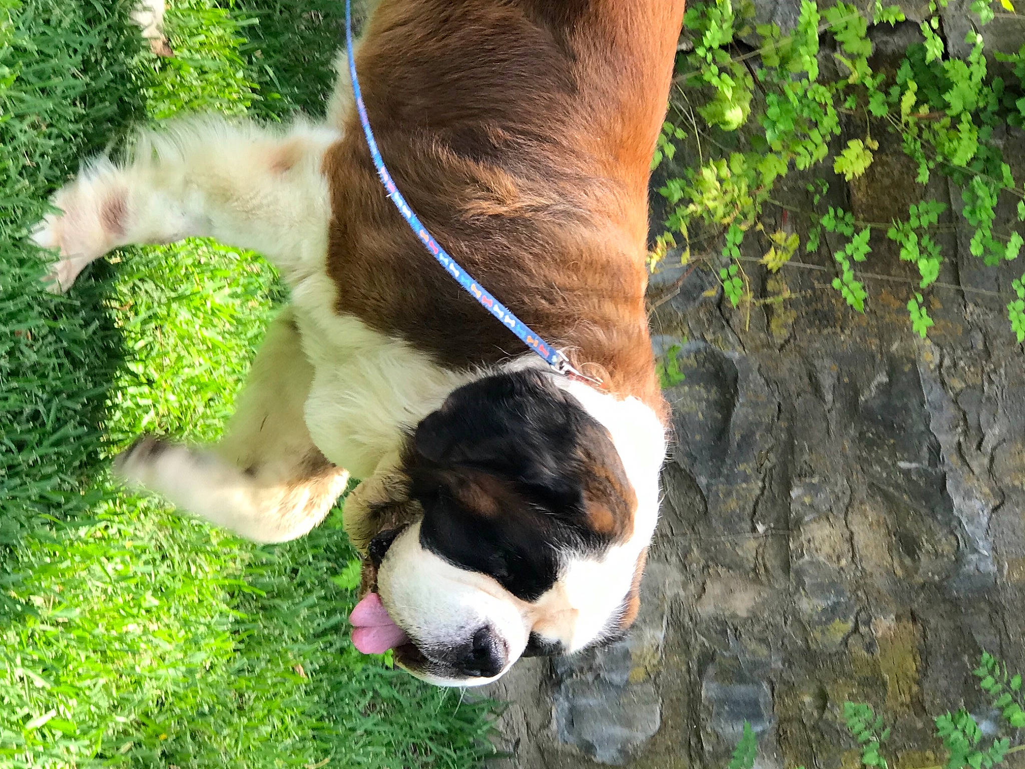 Nash joined the competition — help win amazing prizes! canidae, carnivore, collar, companion_dog, dog, dog_breed, dog_collar, fawn, fur, grass, green, herding_dog, liver, plant, snout, sporting_group, tail, tree, whiskers, working_animal