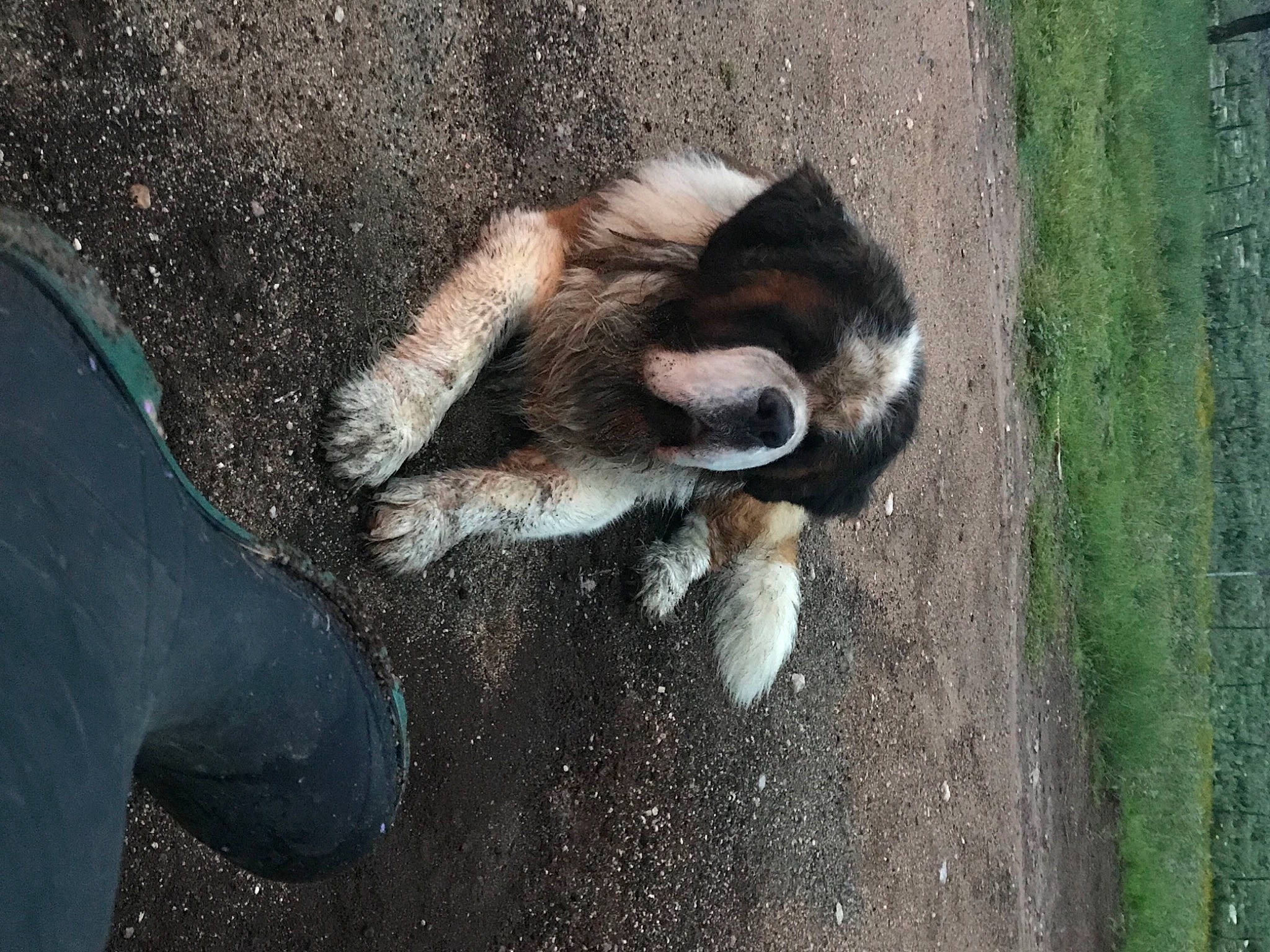 Nash joined the competition — help win amazing prizes! art, asphalt, carnivore, companion_dog, dog_breed, fawn, felidae, foot, fur, grass, human_leg, road, road_surface, snout, soil, sporting_group, tail, terrestrial_animal, tree, window