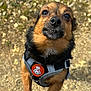 Maya a rejoint le concours — aidez-le/la à gagner de superbes lots ! dog, small_dog, harness, outdoor, close_up, gravel, sunlight, pet, animal, cute, brown_fur, black_fur, face, eyes, nose, whiskers, standing, looking_up, expression, adorable