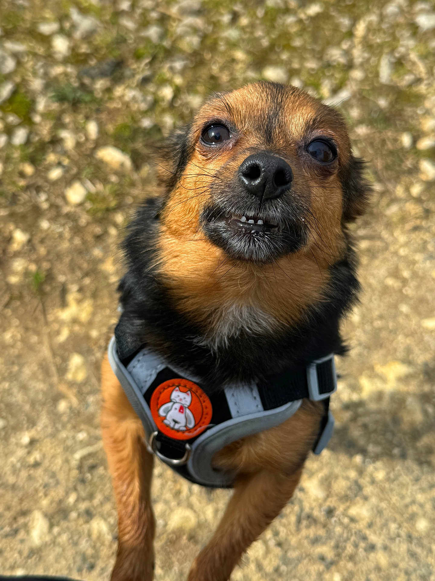 Maya a rejoint le concours — aidez-le/la à gagner de superbes lots ! dog, small_dog, harness, outdoor, close_up, gravel, sunlight, pet, animal, cute, brown_fur, black_fur, face, eyes, nose, whiskers, standing, looking_up, expression, adorable