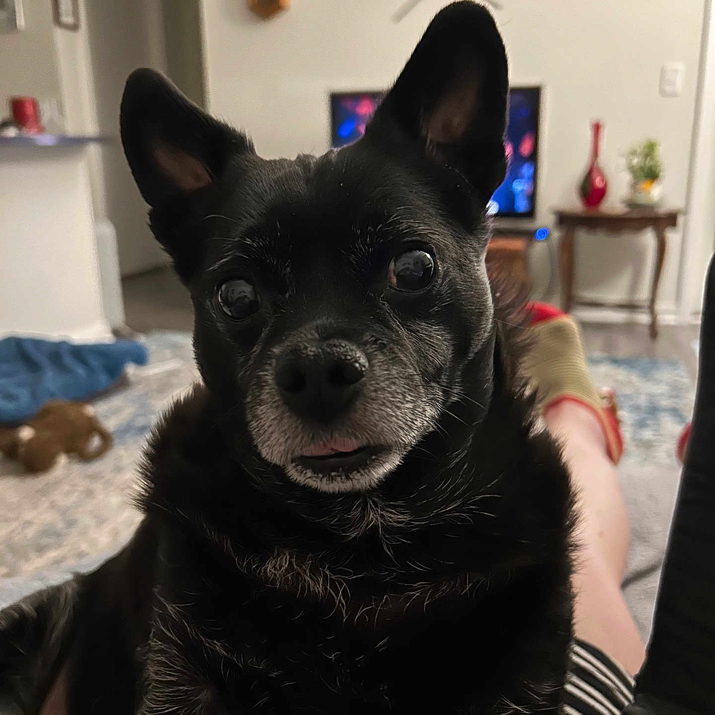 Lukus joined the competition — help win amazing prizes! dog, black_dog, pet, indoor, living_room, blanket, fur, ears, tongue, eyes, face, home, furniture, clock, television, carpet, decor, relaxing, portrait, cozy