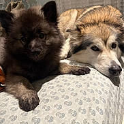 Seminole And Stormi joined the competition — help win amazing prizes! dogs, puppies, fluffy, fur, black_dog, white_dog, brown_dog, sleepy, cute, portrait, indoor, bed, bedspread, cozy, pets, animal, canine, lying_down, closeup, home_decor