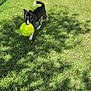 active, animal, canine, daylight, dog, ears, field, fur, grass, greenery, mouth, nature, outdoor, pet, playful, recreation, shadow, soccer_ball, summer, tail