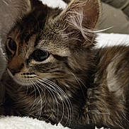 Coco is registered to the contest to win money with this photo: animal, blanket, cat, close_up, curious, cute, ears, eyes, feline, fur, indoor, kitten, mammal, pet, portrait, resting, soft, tabby, whiskers, young