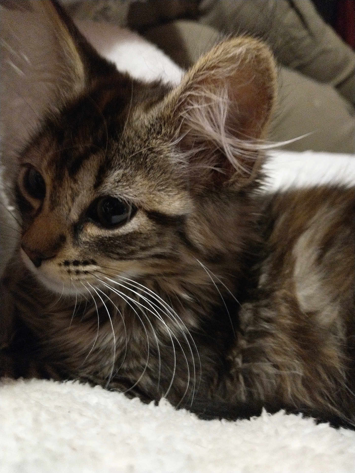 Coco